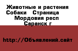 Животные и растения Собаки - Страница 14 . Мордовия респ.,Саранск г.